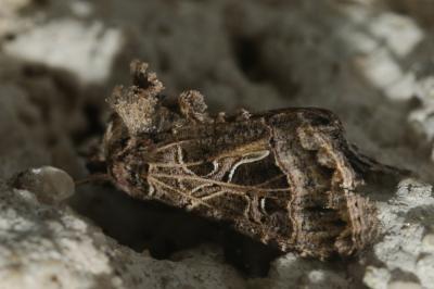 Plusie de la Carotte (La) Thysanoplusia daubei (Boisduval, 1840)