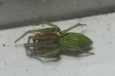  Nigma walckenaeri (Roewer, 1951)