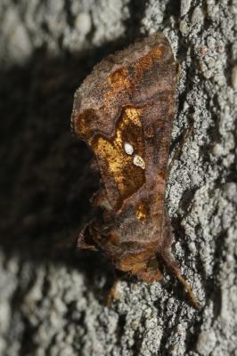 Plusie chalcite (La) Chrysodeixis chalcites (Esper, 1789)