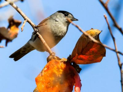 Fauvette à tête noire Sylvia atricapilla (Linnaeus, 1758)