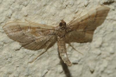  Hydriris ornatalis (Duponchel, 1832)