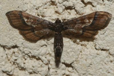  Hydriris ornatalis (Duponchel, 1832)