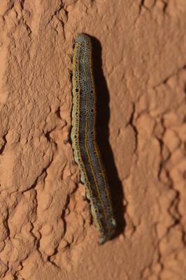 Clair-obscur (Le) Aedia leucomelas (Linnaeus, 1758)