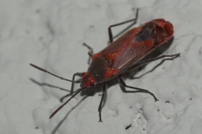  Caenocoris nerii