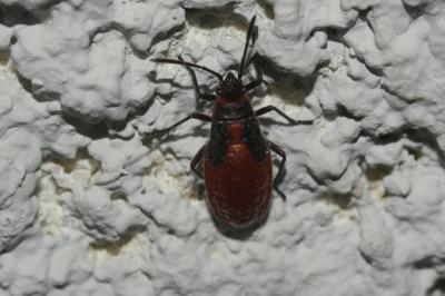 Caenocoris nerii