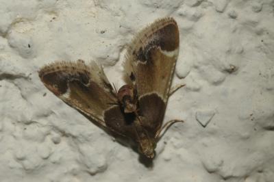  Pyralis farinalis (Linnaeus, 1758)