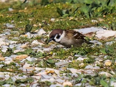 Moineau friquet Passer montanus (Linnaeus, 1758)