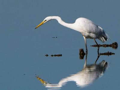Aigrette garzette Egretta garzetta (Linnaeus, 1766)