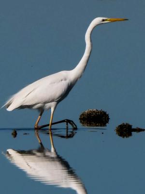Grande Aigrette Ardea alba Linnaeus, 1758