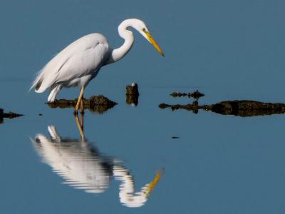 Grande Aigrette Ardea alba Linnaeus, 1758