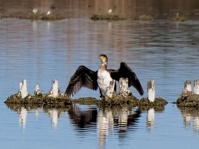 Grand Cormoran Phalacrocorax carbo (Linnaeus, 1758)