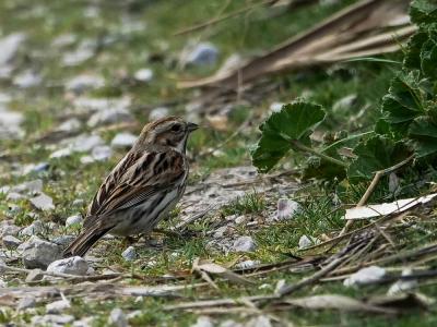 Bruant des roseaux Emberiza schoeniclus (Linnaeus, 1758)