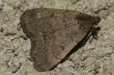 Herminie noueuse (L') Nodaria nodosalis (Herrich-Schäffer, 1851)
