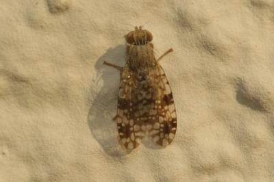  Tephritis conura (Loew, 1844)