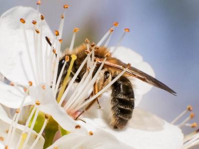  Andrena fulva (Müller, 1766)