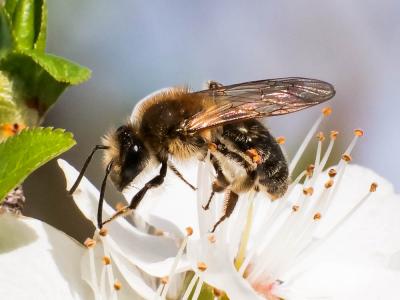  Andrena fulva (Müller, 1766)