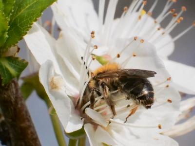 Andrena fulva (Müller, 1766)