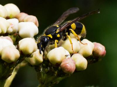  Ancistrocerus Wesmael, 1836