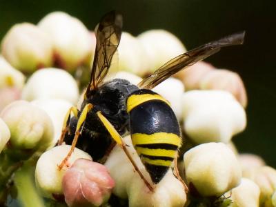  Ancistrocerus Wesmael, 1836