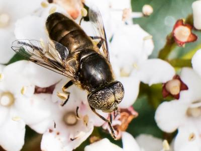  Eristalinus aeneus (Scopoli, 1763)