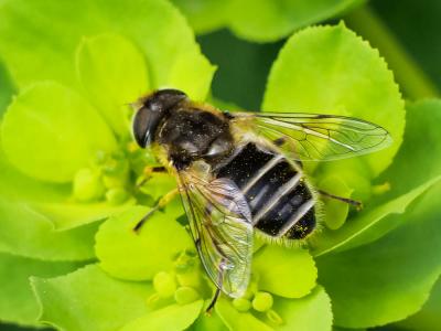  Eristalis arbustorum (Linnaeus, 1758)