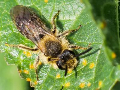  Andrena Fabricius, 1775