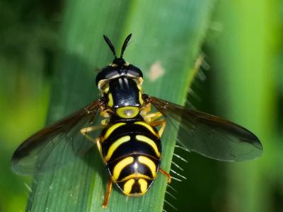  Chrysotoxum cautum (Harris, 1776)