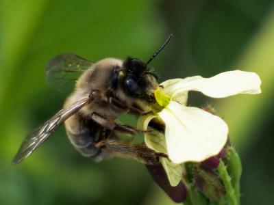 Eucère à labre noir Eucera nigrilabris Lepeletier, 1841