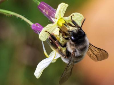 Eucère à labre noir Eucera nigrilabris Lepeletier, 1841