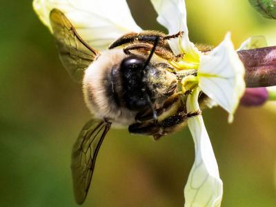 Eucère à labre noir Eucera nigrilabris Lepeletier, 1841