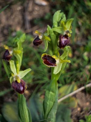 Ophrys Araignée, Ophrys en forme d'araignée, Ophry Ophrys arachnitiformis Gren. & M.Philippe, 1860