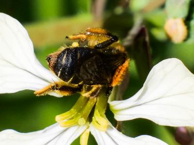  Andrena lagopus Latreille, 1809