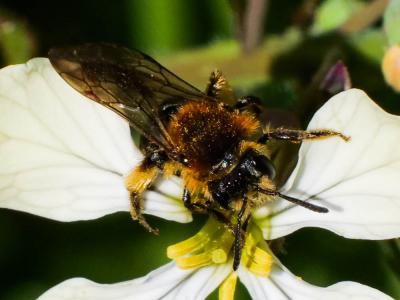  Andrena lagopus Latreille, 1809
