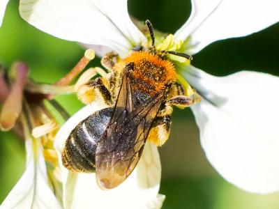  Andrena lagopus Latreille, 1809