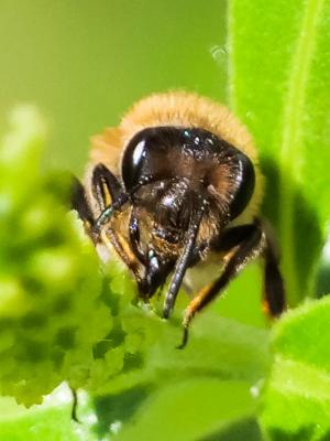  Andrena Fabricius, 1775