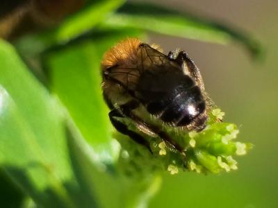  Andrena Fabricius, 1775