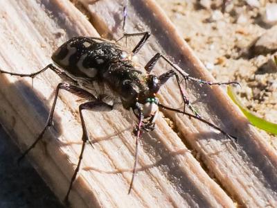  Lophyra flexuosa (Fabricius, 1787)