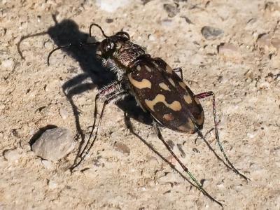  Lophyra flexuosa (Fabricius, 1787)