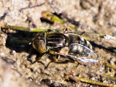  Eristalinus aeneus (Scopoli, 1763)