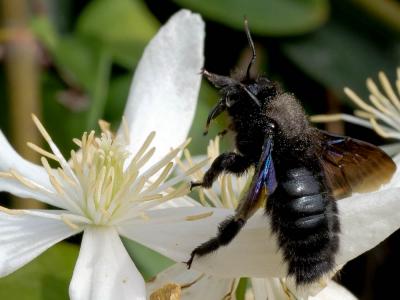 Abeille charpentière, Xylocope violet Xylocopa violacea (Linnaeus, 1758)