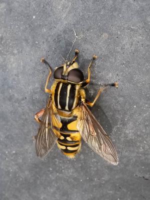  Helophilus pendulus (Linnaeus, 1758)
