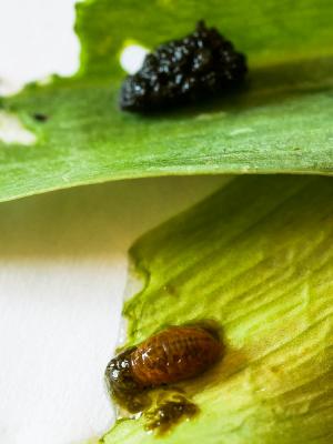 Criocère du Lys Lilioceris lilii (Scopoli, 1763)