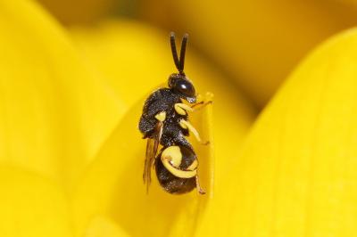 Brachymeria femorata (Panzer, 1801)