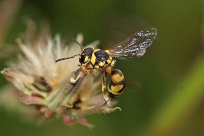  Parodontodynerus ephippium (Klug, 1817)