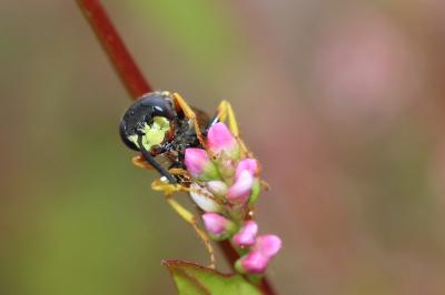  Philanthus triangulum (Fabricius, 1775)