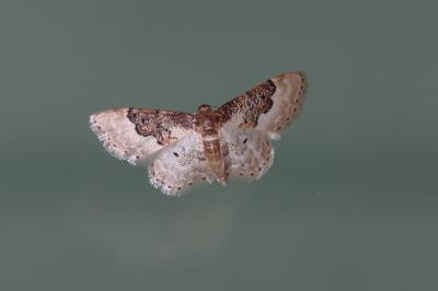 Acidalie campagnarde (L'), Acidalie des ibères (L' Idaea rusticata (Denis & Schiffermüller, 1775)