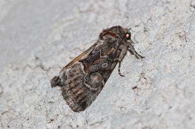 Noctuelle cythérée (La) Thalpophila matura (Hufnagel, 1766)