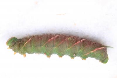 Sphinx du Chêne vert (Le) Marumba quercus (Denis & Schiffermüller, 1775)