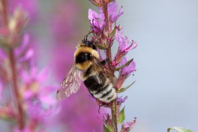 Bourdon des friches Bombus ruderatus (Fabricius, 1775)