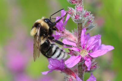 Bourdon des friches Bombus ruderatus (Fabricius, 1775)